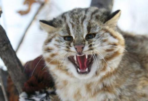 Новосибирск. Учёные получили гибридный эмбрион домашней кошки и  дальневосточного лесного кота. Природа Сибири - для тех кто не потерял  вкуса к жизни - Начни с дома своего