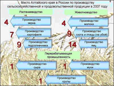 Место Алтайского края в России по производству сельскохозяйственной и продовольственной продукции в 2007 году