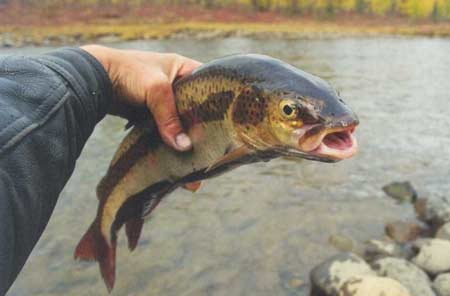 Рыба на Алтае: виды, характеристики, места обитания