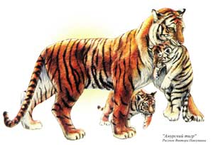 «Амурский тигр» Рисунок Виктора Павлушина