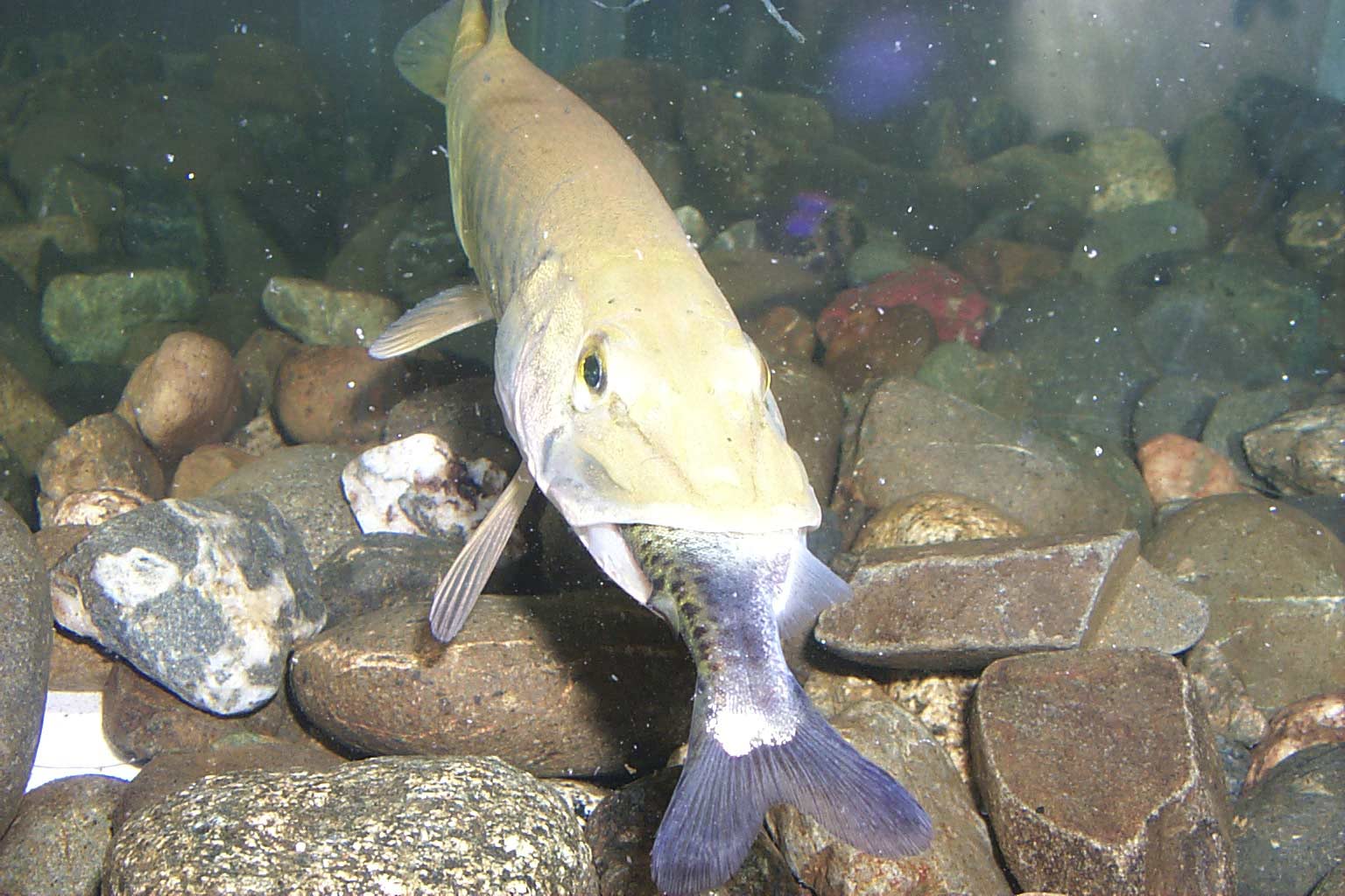 Рыбы живущие в пресной воде